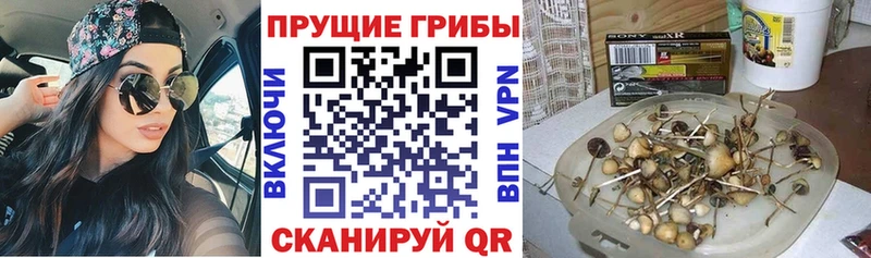 Купить где  Невель  Псилоцибиновые грибы ЛСД 